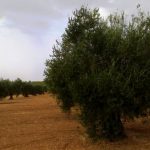 Agricultores Solidarios seguirá apostando por la integración en la región en 2016
