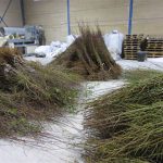 web almendros dic15 a