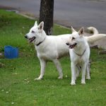 El Ayuntamiento de Toledo inicia una campaña por una tenencia de animales responsable