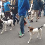 La defensa de la dignidad de los animales sale a la calle en Toledo