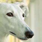 Toledo, entre las 15 ciudades que se manifestarán por el fin de la caza con galgos