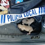 Siete cachorros abandonados en un contenedor son rescatados en Torrijos
