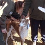 perros de caza