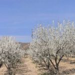 almendros