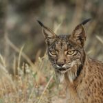 Muere un lince atropellado en San Pablo de Los Montes