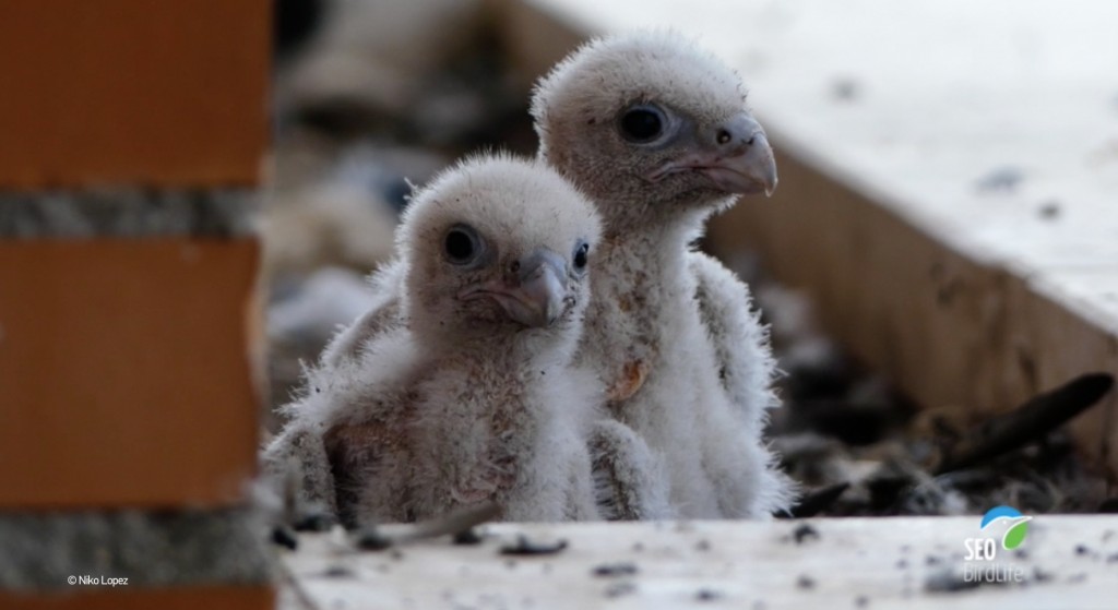 niko-lopez-seo-birdlife