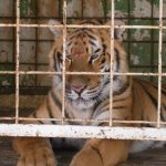 “Se está haciendo una campaña muy fuerte contra los circos con animales”