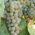 "Si hay una región de referencia para la dieta mediterránea es Castilla-La Mancha"