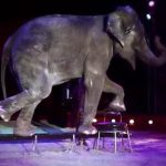 elefante