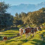 La provincia de Toledo acoge la nueva explotación ganadera de La Finca Jiménez Barbero