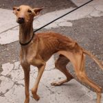 Un detenido en Toledo por maltrato animal tras arrojar a dos perros vivos a un pozo