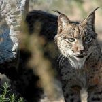 Semana negra para los linces en la carretera de Mazarambroz
