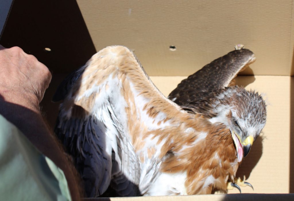 transporte-aves-para-su-lib