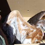 transporte-aves-para-su-lib