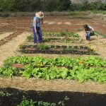 Agricultores-trabajando-tierra_EDIIMA20170312_0354_5