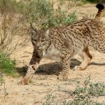 lince