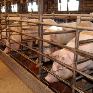 Fin a la moratoria para macrogranjas porcinas para dar paso a un decreto de gestión de estiércoles en Castilla-La Mancha