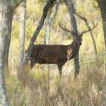 El espectáculo otoñal de la berrea en un viaje a los Montes de Toledo
