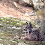 Sexto lince ibérico atropellado en Castilla-La Mancha en lo que va de año, esta vez en Toledo