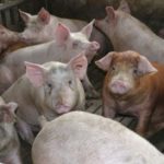 La macrogranja porcina de La Villa de Don Fadrique doblará sus plazas de cebo