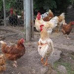 gallinas