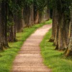 tree-3092026_960_720