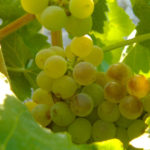 Uva-Macabeo_EDIIMA20180321_0850_20