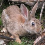 Autorizada la caza de conejos en vías pecuarias de la provincia con hurón, capillo o redes sin perro