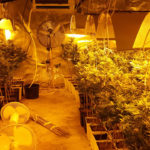 op_aprehension_marihuana_méntrida_editada.Imagen fija002