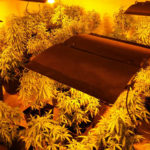 Desmantelados dos laboratorios clandestinos  de cultivo 'indoor' de marihuana en Pepino