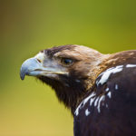 Spanish imperial eagle, Spain