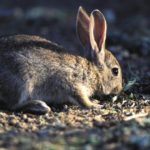 conejo