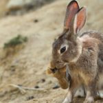 La Junta cambia métodos y periodos para capturar conejos y frenar así la sobrepoblación