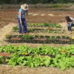 Agricultores-trabajando-tierra_EDIIMA20170312_0354_33