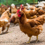 A información pública la instalación de una granja de casi medio millón de gallinas entre Toledo y Almonacid