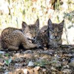 Nuevos-linces-silvestres-Castilla-La-Mancha_EDIIMA20180528_0099_19