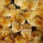 chickens-773566