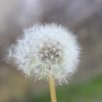 pollen-3414478_1280