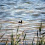 laguna chica