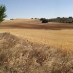 Cultivo-estepario_EDIIMA20180716_0174_19