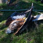Liberan dos rapaces 'centinelas' para detectar cebos envenenados en la provincia de Toledo
