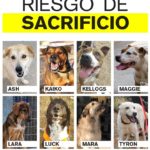 Perros APA San Bernardo