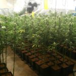 marihuana cultivo ilegal