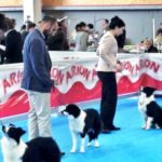 Exposición canina