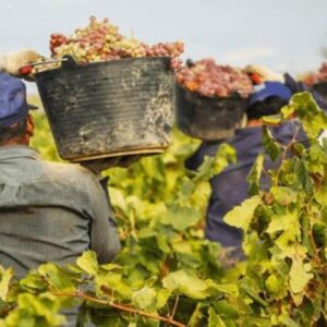 Castilla-La Mancha prevé una de las vendimias más cortas de los últimos 20 años debido al calor