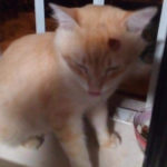 gato