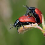 ladybug-248481_1280