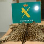 La Guardia Civil ha incautado una piel de ocelote en la ciudad de Toledo