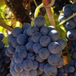 Uva-tinta_EDIIMA20181003_0358_19