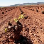 Vinedos-Mancha_EDIIMA20181008_0823_19